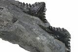 Bizarre Shark (Edestus) Jaw Section with Teeth - Carboniferous #269692-2